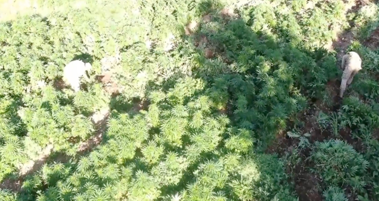 mugla aciklarindaki teknedeki 210 kilogram skunk yakalandi FxWWkdlj