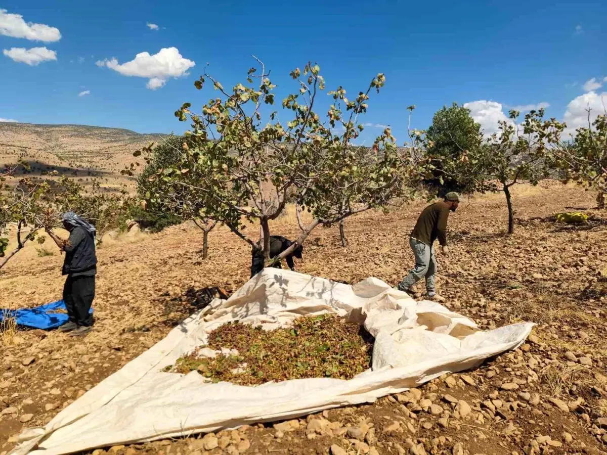 siirt fistik hasadi kuraklikla yuzlesiyor kccWwhNc