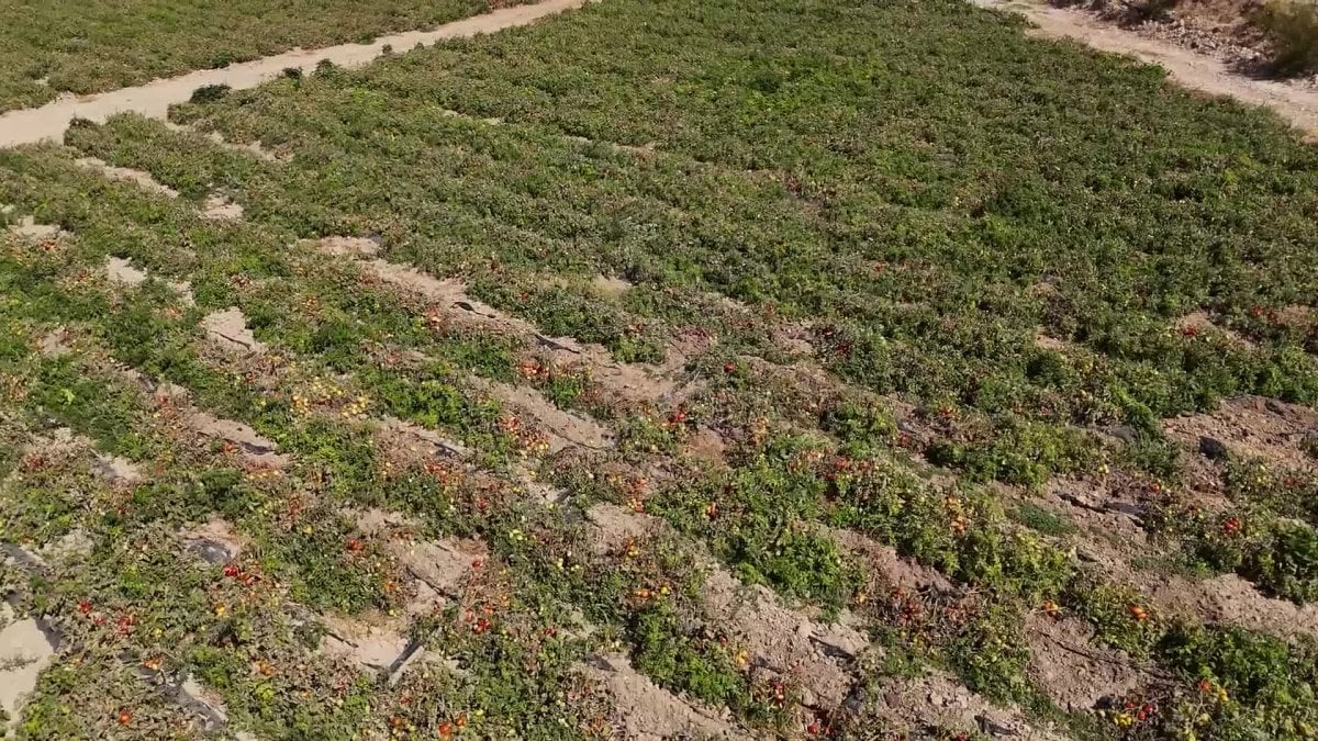 mersin buyuksehir belediyesinden ureticilere domates fidesi destegi vwq97Xmh