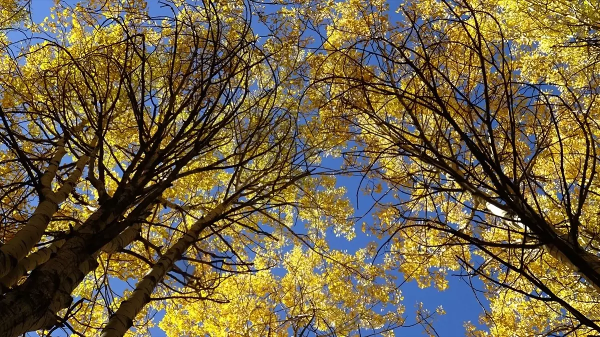 sonbahar renkleri sarikamista AL911NST