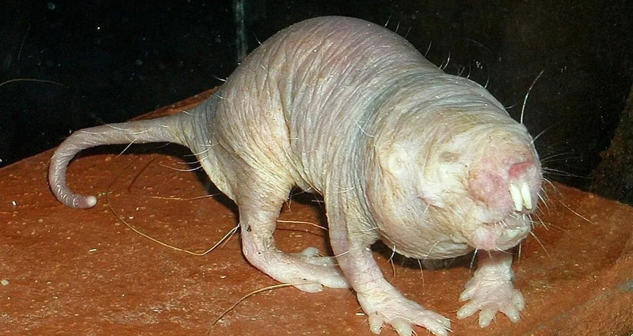 uzun yasamanin sirri farede ortaya cikti ZLcv1dee.jpg