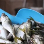 ne-palamut-ne-hamsi-av-yasagina-sayili-gunler-kala-tezgahin-sampiyonu-degisti-kilosu-100-tAsAciGA