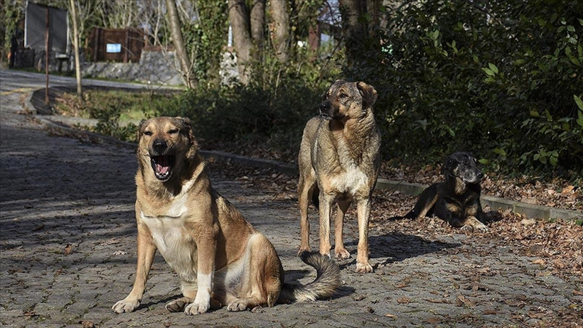 Bakan Çiftçi, Türkiye’deki sokak köpeklerinin toplama oranlarını paylaştı